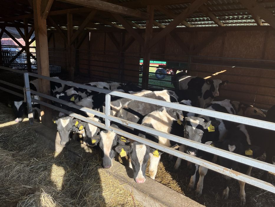 Byki ncb nowa dosatwa