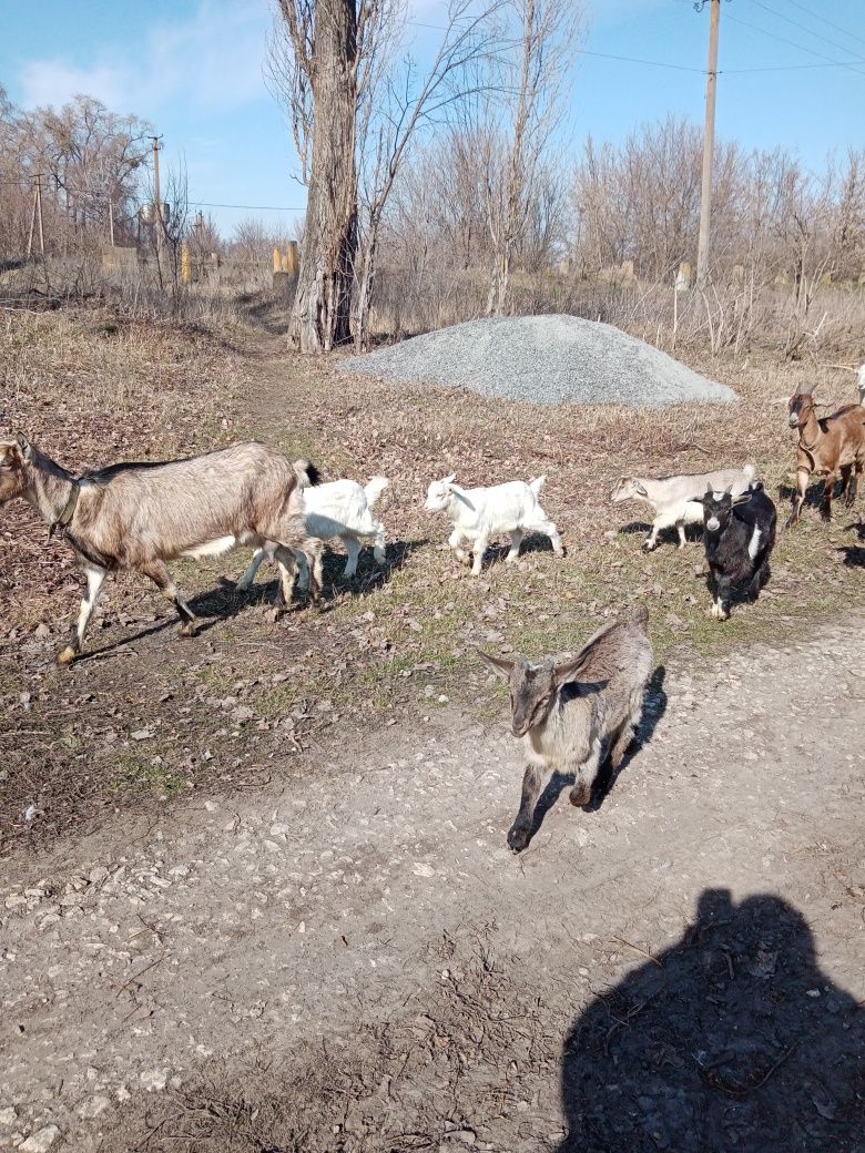 Терміново продам! Кози! %англонубійки, заано-альпійки, дойні!