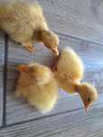 Sprzedam kaczki Pekin
