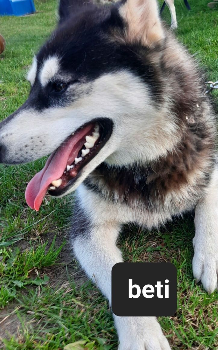 Suczki syberiany husky