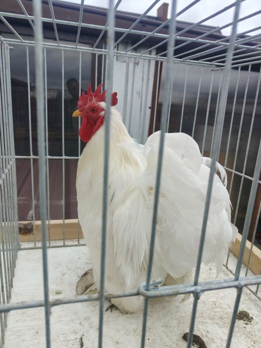 Koguty kochiny miniatury