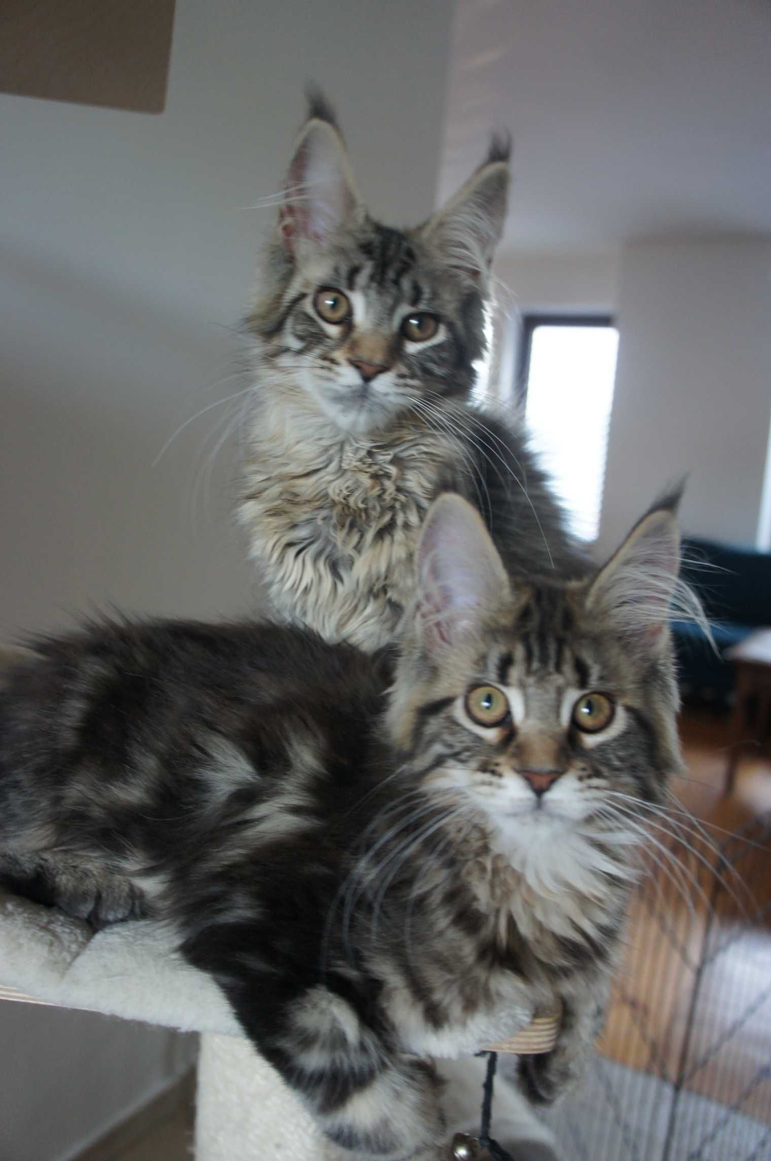 FPL - koteczka  Maine Coon -  GOTOWA