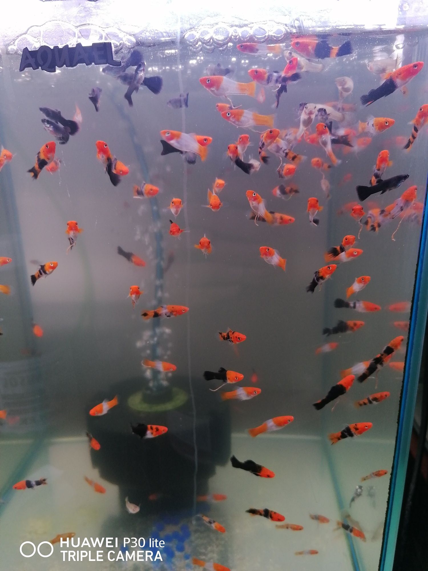 Mieczyki Koi Kohaku  Tricolor Pomarańczowo Czarne