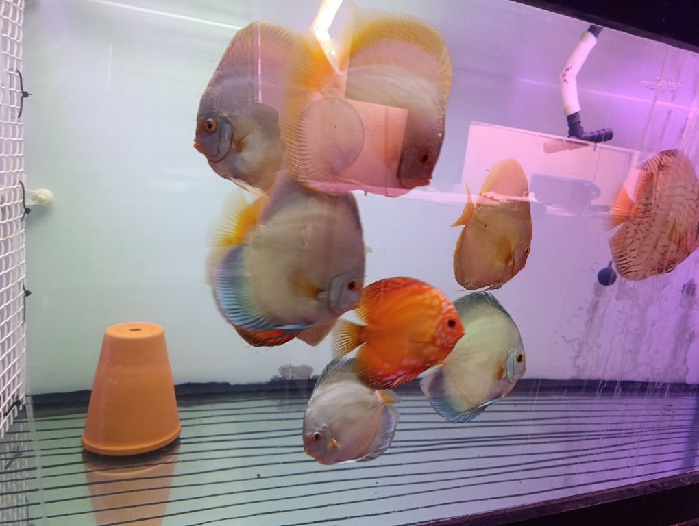 Discus adultos 19/20cm