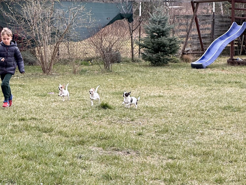 Piesek Chihuahua gotowy do odbioru
