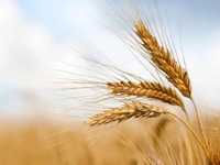 Пшеница урожай 2022года