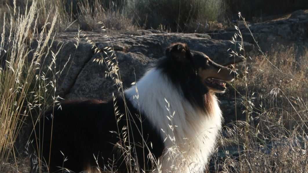 Rough Collie  de exposição LOP e Afixo ninhada