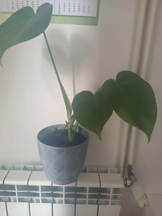 Kwiat w doniczce monstera