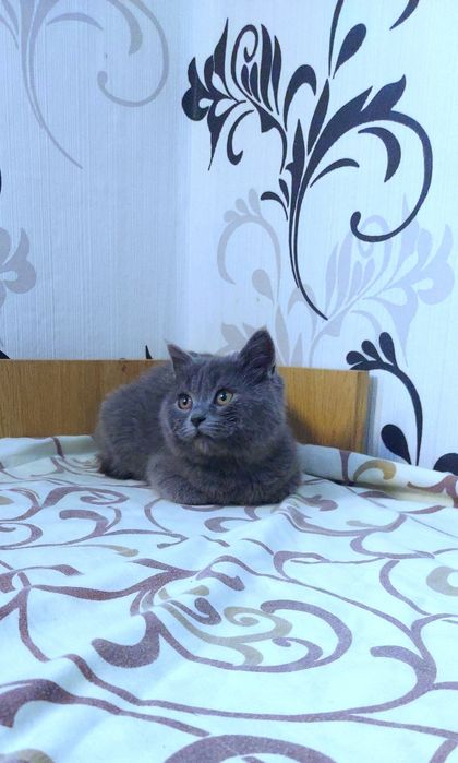 Шикарне шотландське кошеня