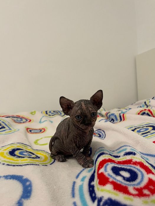 Sphynx tricolor disponivel