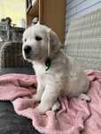 Golden Retriever FCI ZKwP Piesek Po Championie Polski