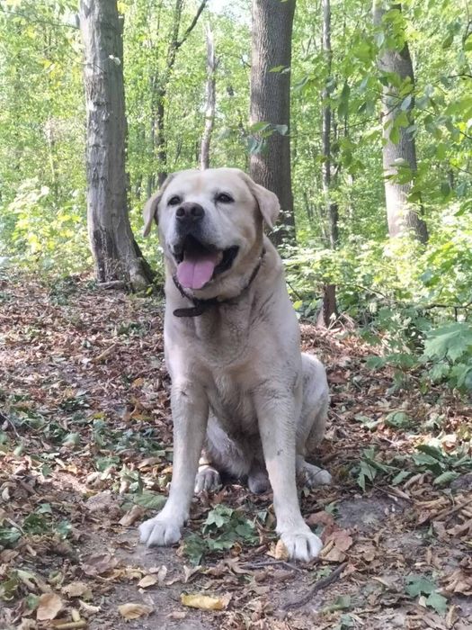 Пропала собака, породи лабрадор!