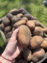 Продам крупну домашню картоплю без хімікатів