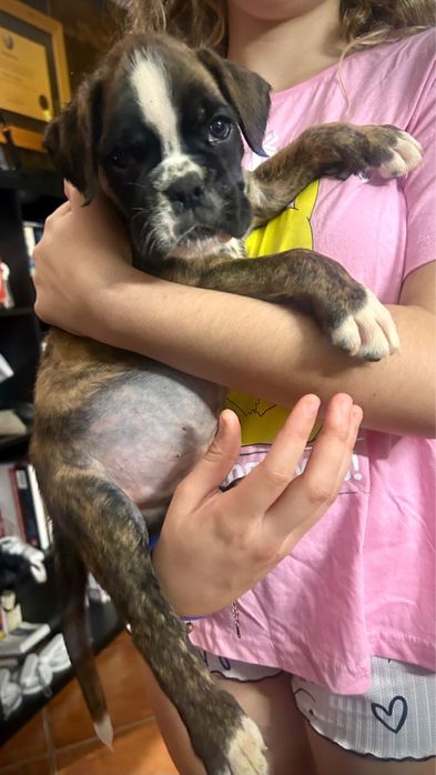 Cachorro Boxer excelente linhagem