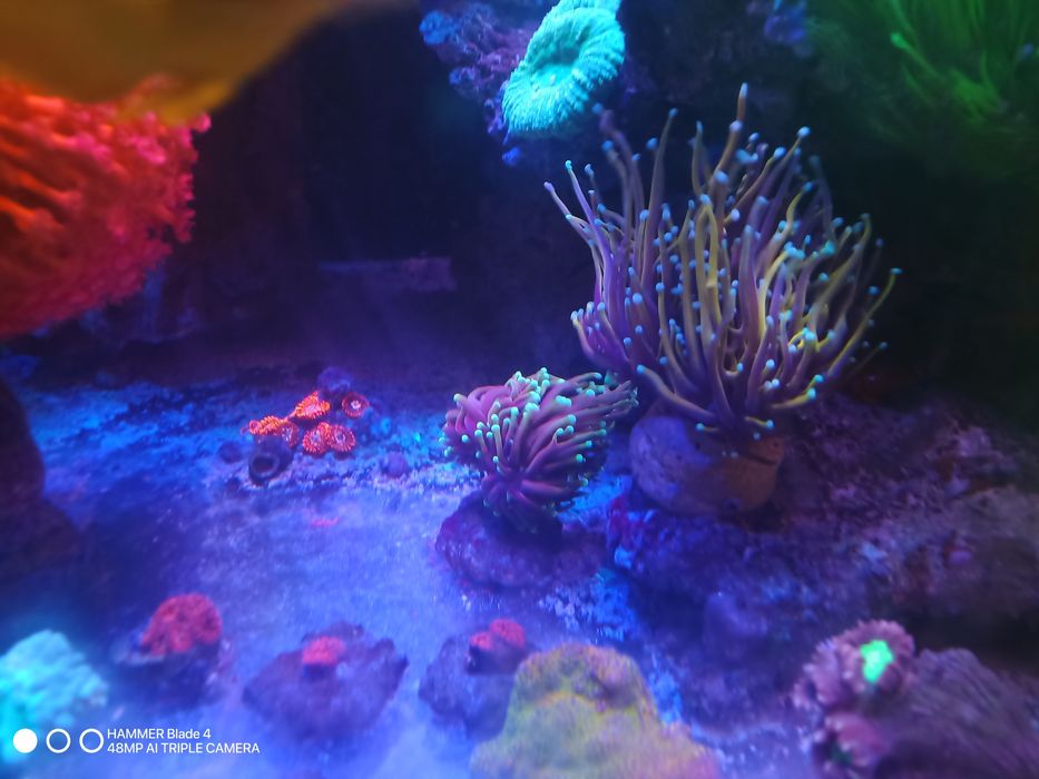 Korale euphyllia akwarium morskie