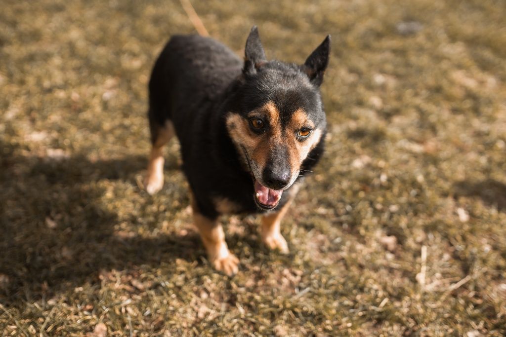 9-letni, niewielki Brownie do adopcji!