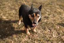 Seniorek, niewielki Brownie do adopcji!