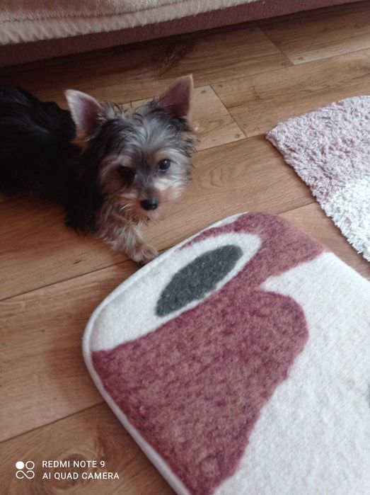 Mały  ,czarny Dodo ,  szczeniaczek Yorkshire   gotowy do zmiany domku