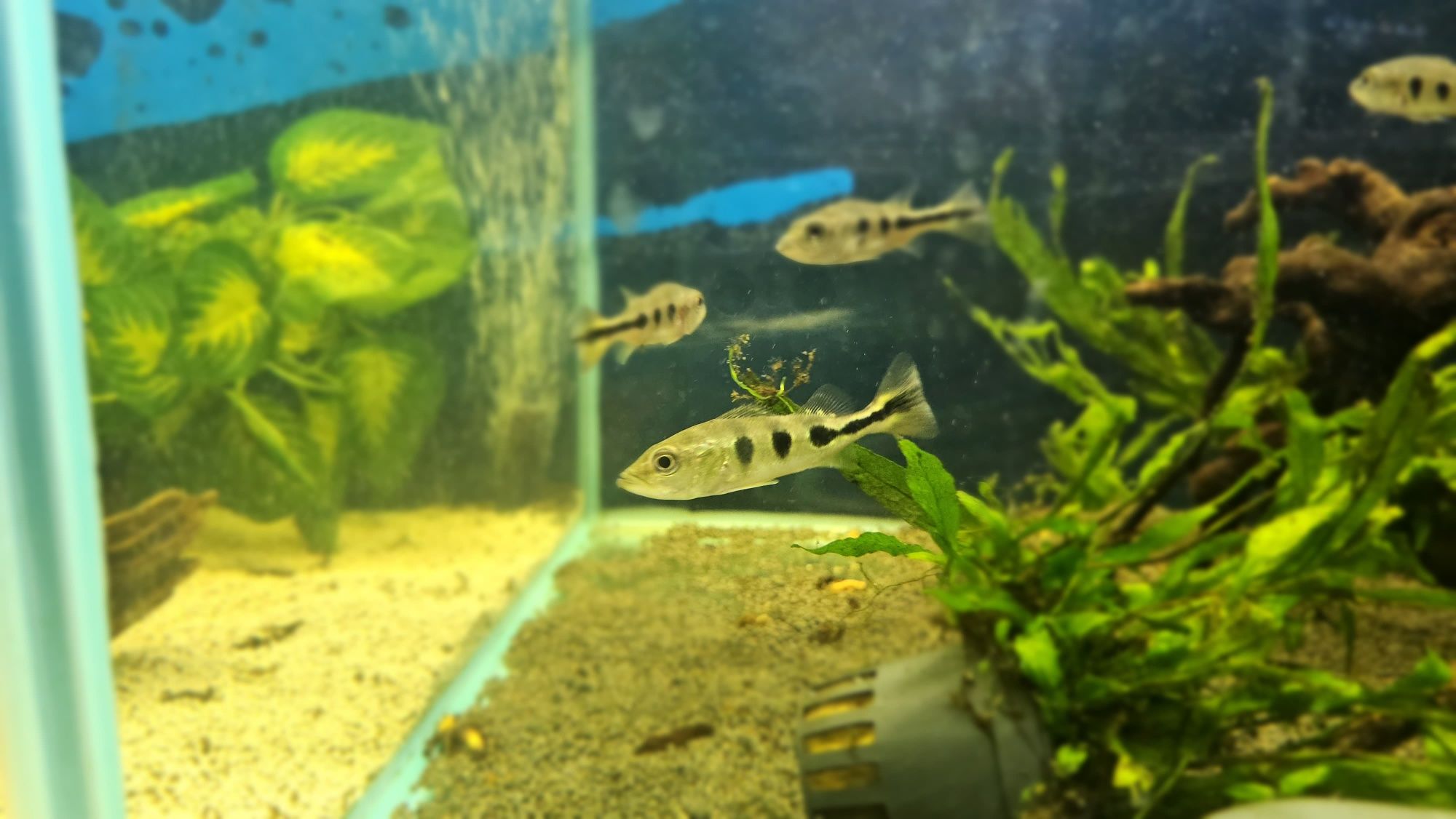Ciclha monoculos 7/8cm