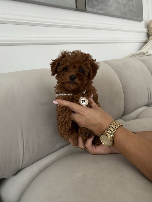 Pudel Toy malutka suczka red brown z rodowodem