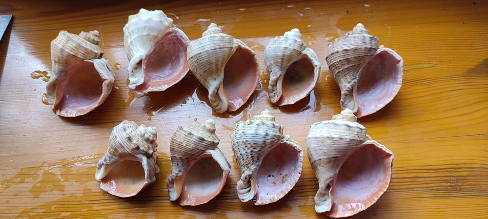 Ракушки морські для акваріума, декору