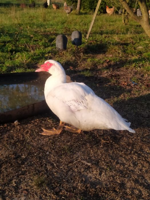 Продам індокачки мускусні