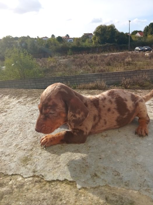 Excelente  fêmea teckel  pêlo curto