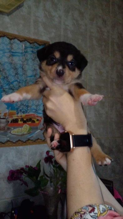 Цуценята піт-бультер'єра