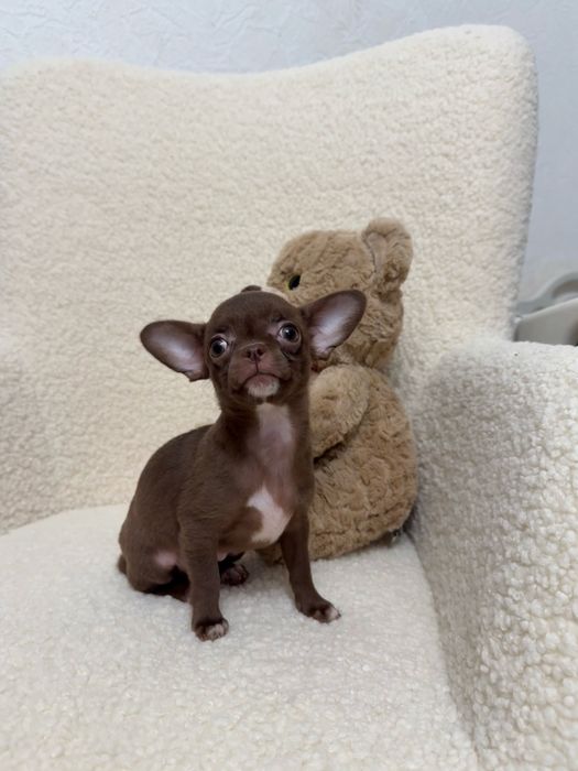 Шоколадна дівчинка