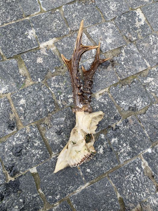 Роги косулі не лаковані з медальйонами