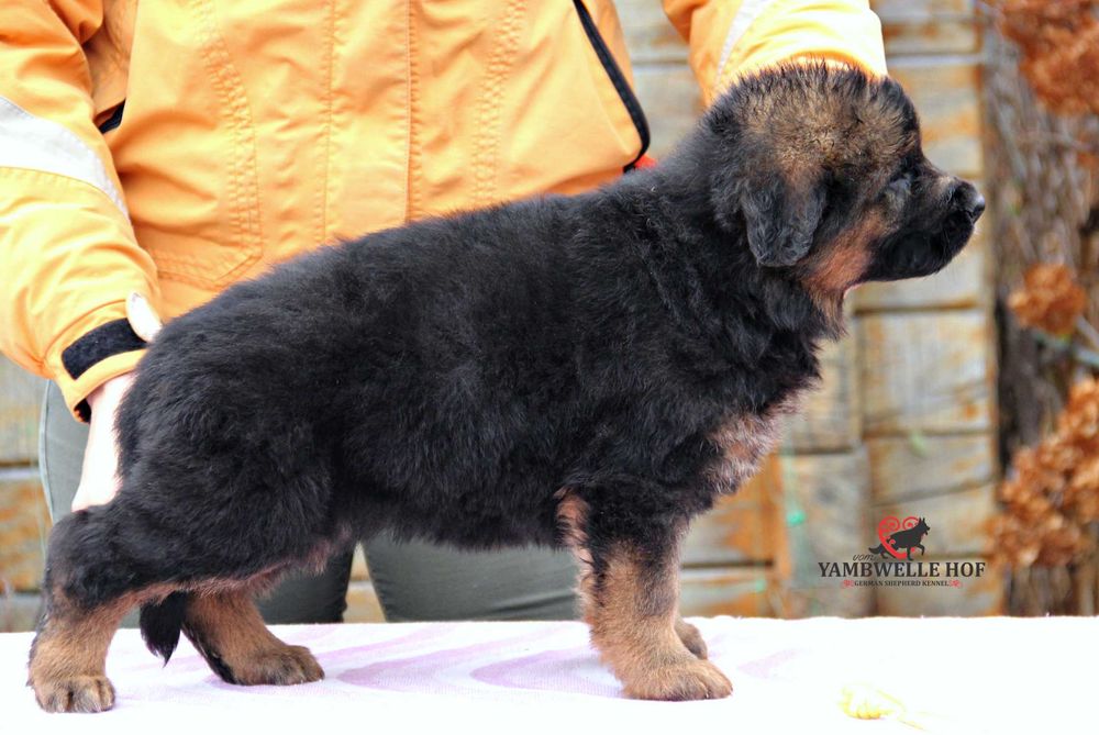 Німецька вівчарка Д\Ш - елітні цуценята від розплідника КСУ-FCI