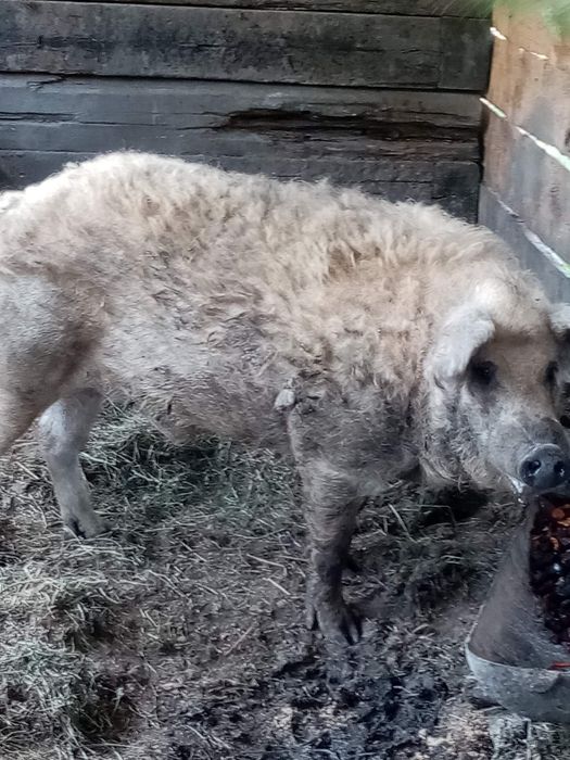 Венгерская мангалица