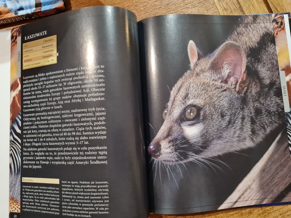 "Wielka encyklopedia zwierząt ssaki drapieżne"
