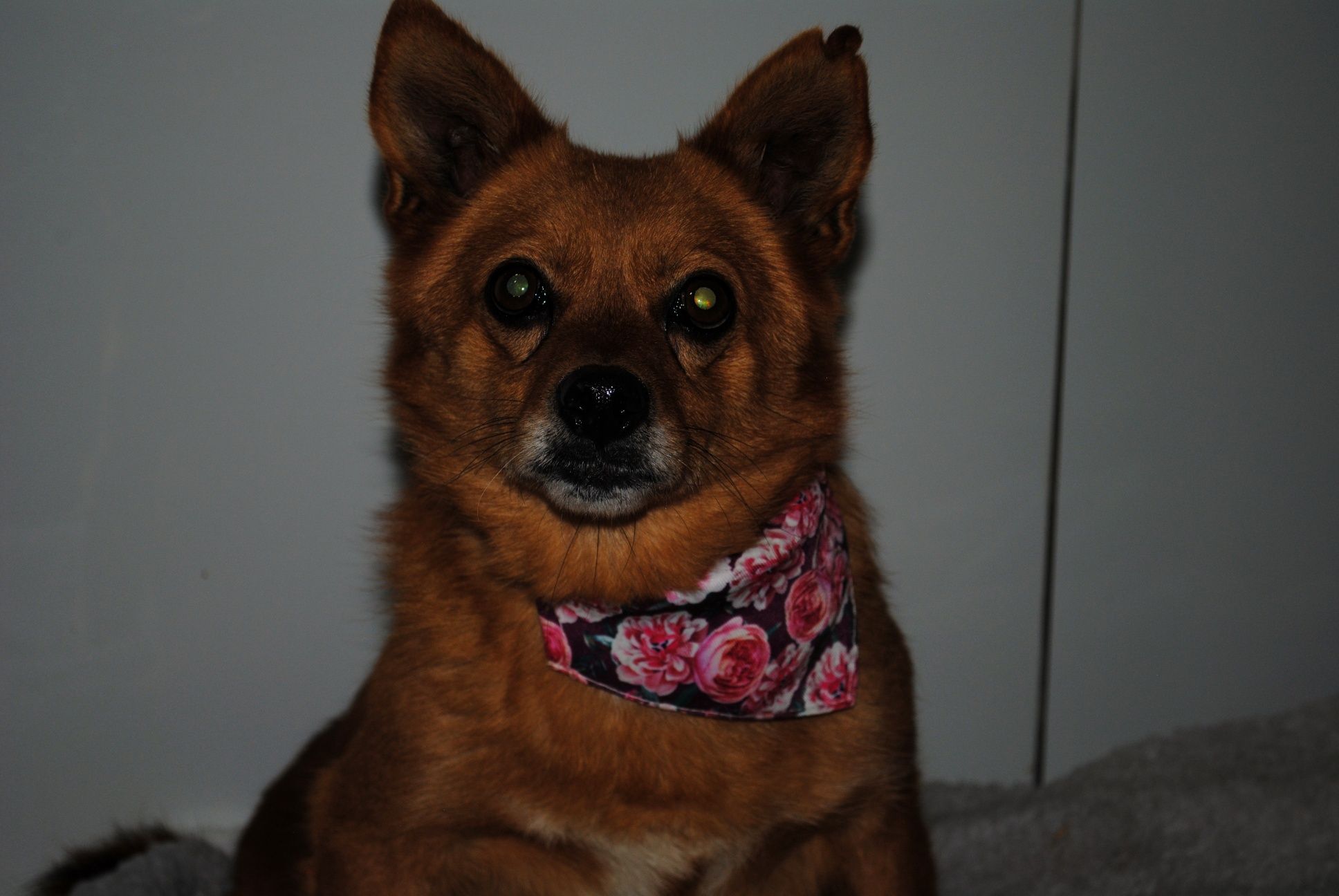 Niepepnosprawna Abby do adopcji