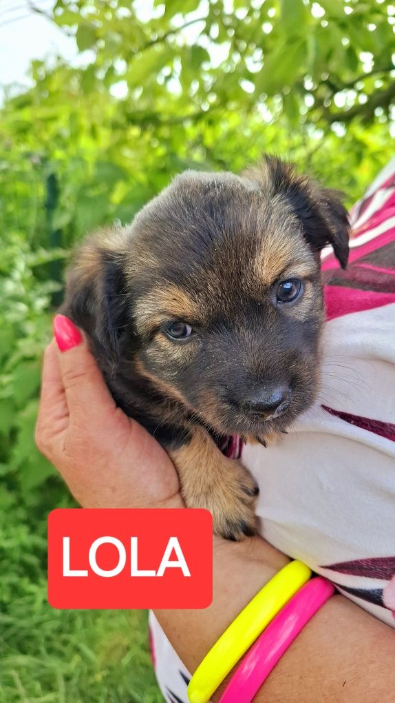 Trzy szczeniaki 7 tyg adopcja.
