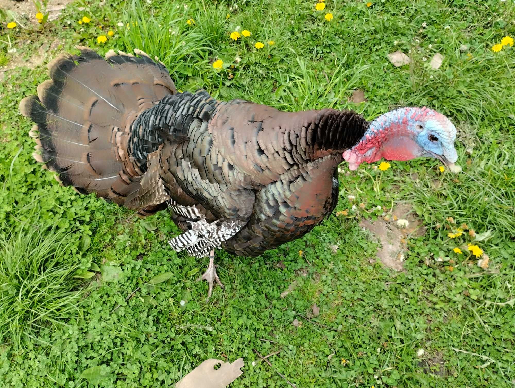 meleagris gallopavo