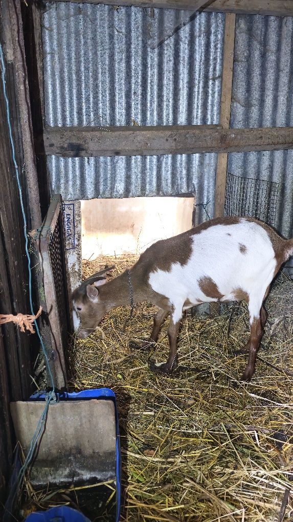 Cabras e Chibo à venda!!