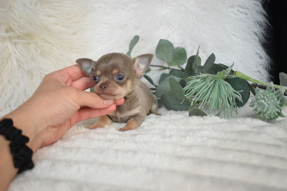 Chihuahua  Super Mini. Menino .Lilac Tan. Cabeça de maçã. Perfeito!