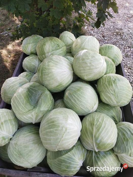 Kapusta szatkowana 10kg do kiszenia surówek sałatek warzywa ziemniaki