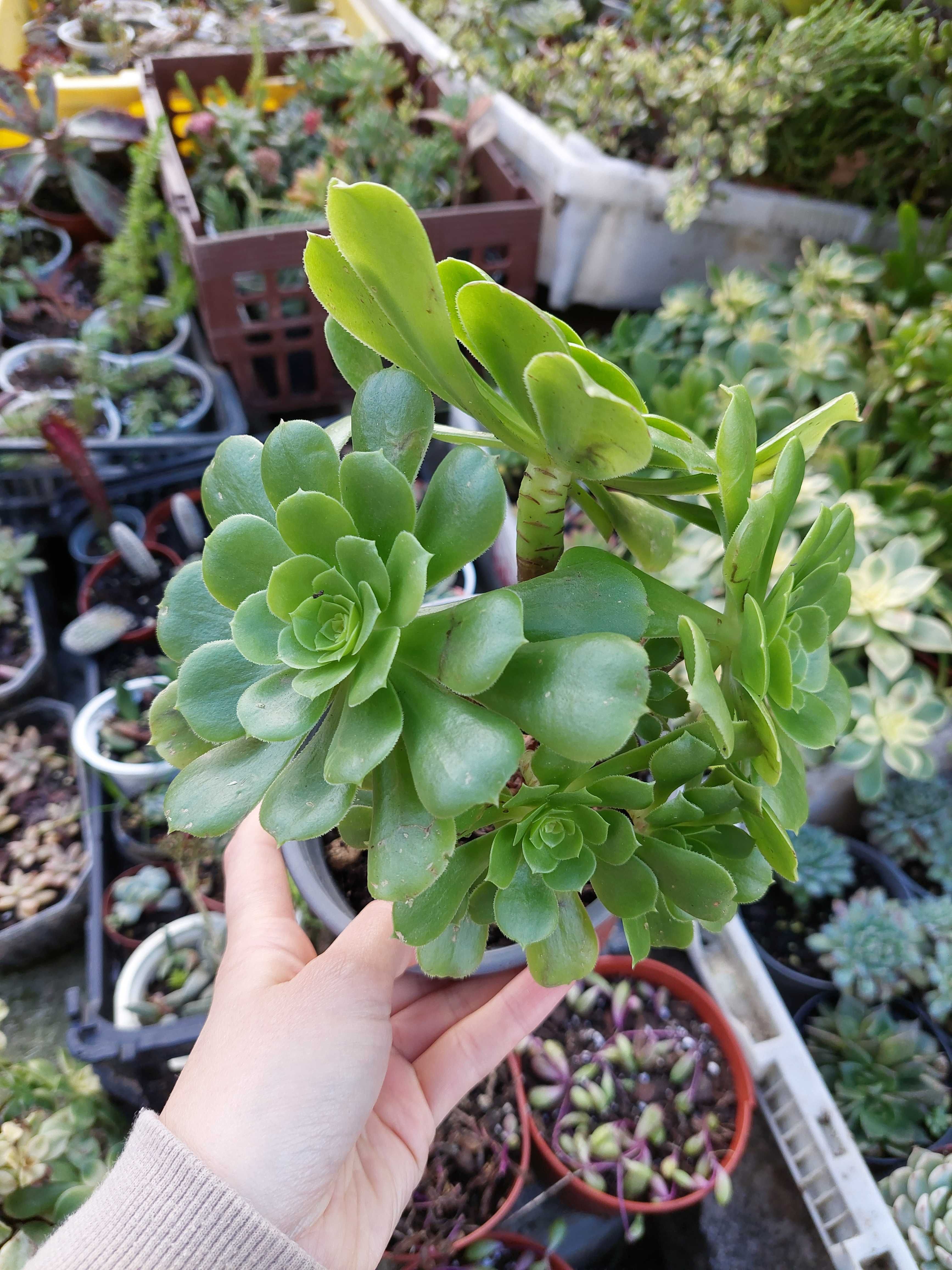 Suculentas variadas 4€ cada