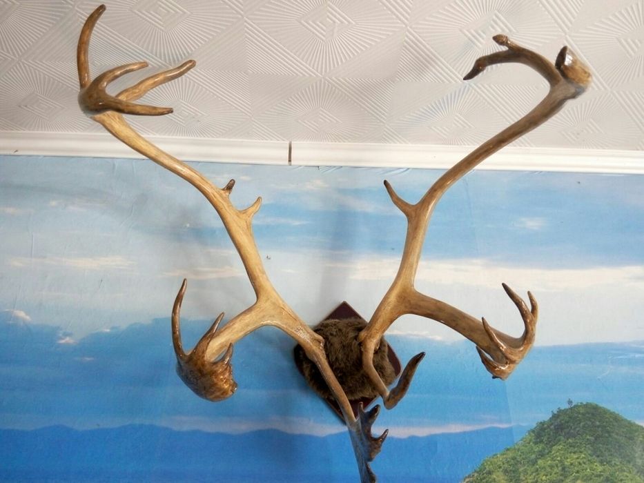 Рога оленя на медальоне