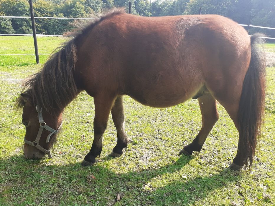 Gnój koński (obornik)