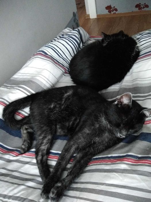 Cudny srebrny Dyzio szuka domu