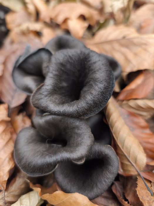 Чорна лисичка ріжкоподібний або "ріг достатку" (horn of plenty)