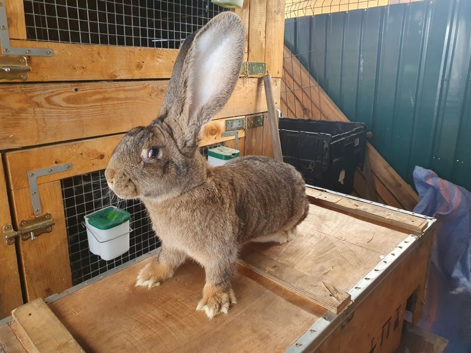 Samiczka Olbrzym Belgijski 6mcy po rodzicach z rodowodem