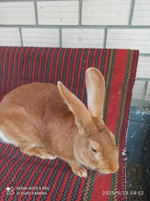 Продам кролі різних порід
