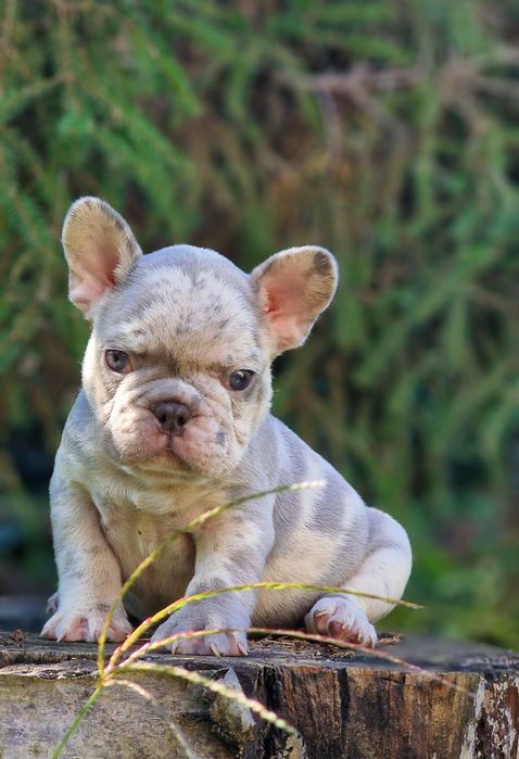 В редком окрасе мальчик