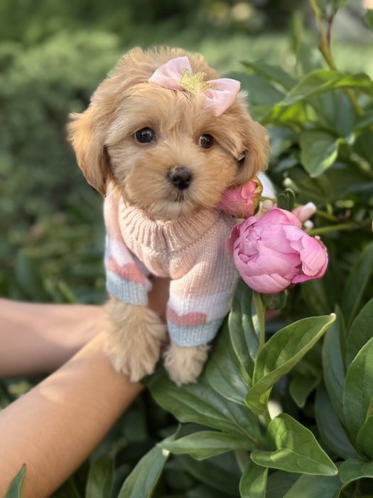 Цуценятка мальтипу