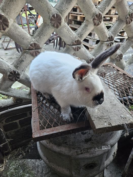 Królik kalifornijski czarny samiec