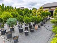 Bonsai tuja szmaragd formowana w kulę